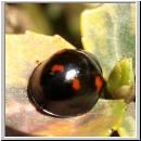 Exochomus quadripustulatus - Vierfleckiger Kugelmarienkaefer 03.jpg